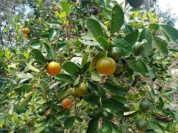 Organic orange seeds variety pack for home citrus tree planting