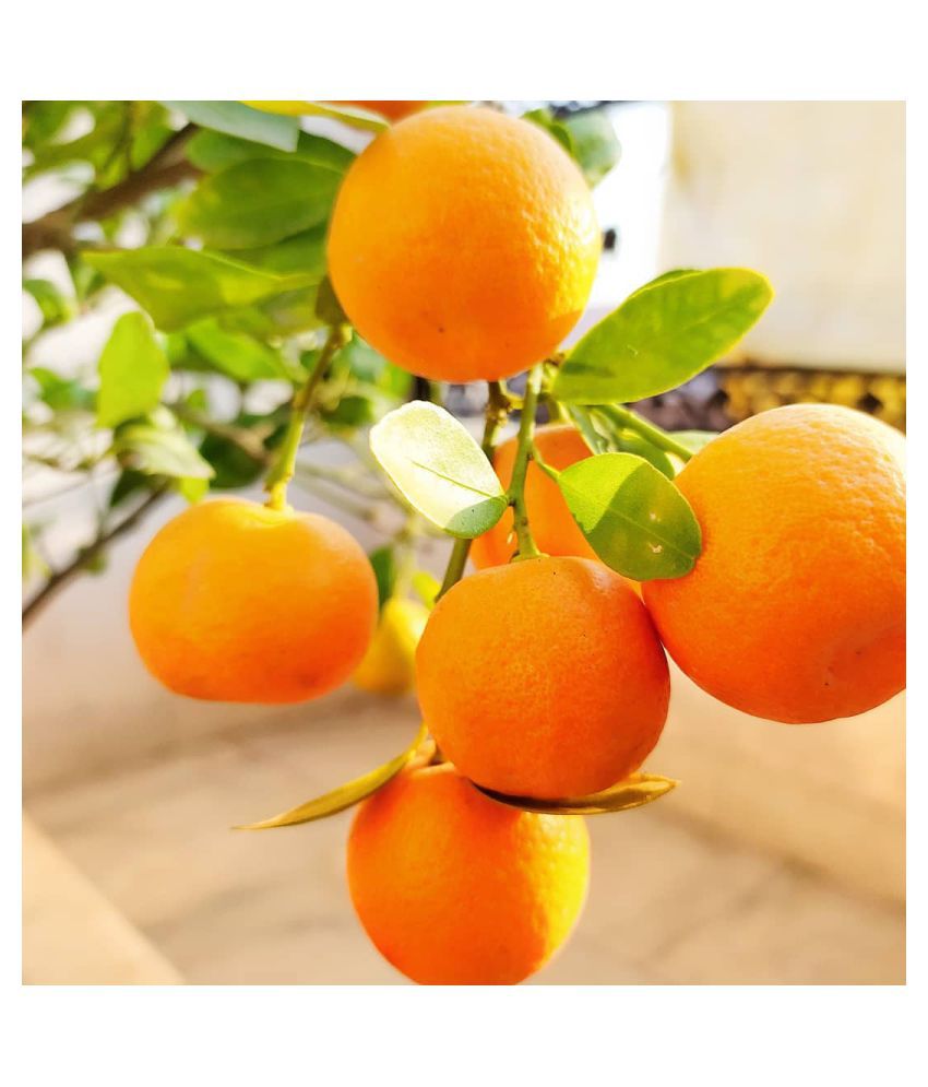 Organic orange seeds for home citrus tree cultivation