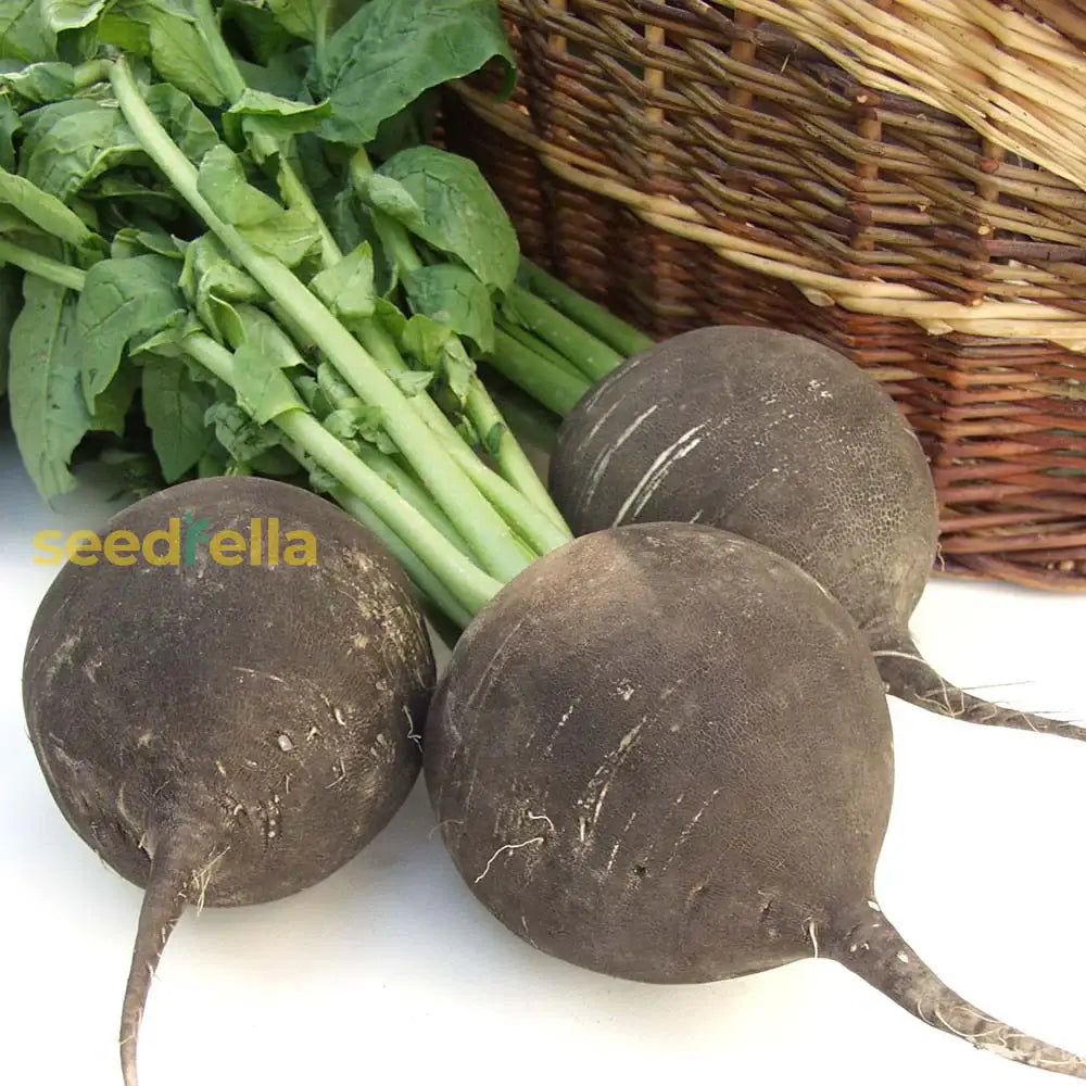 Organic Radish Seeds For Garden Planting Vegetable Seeds