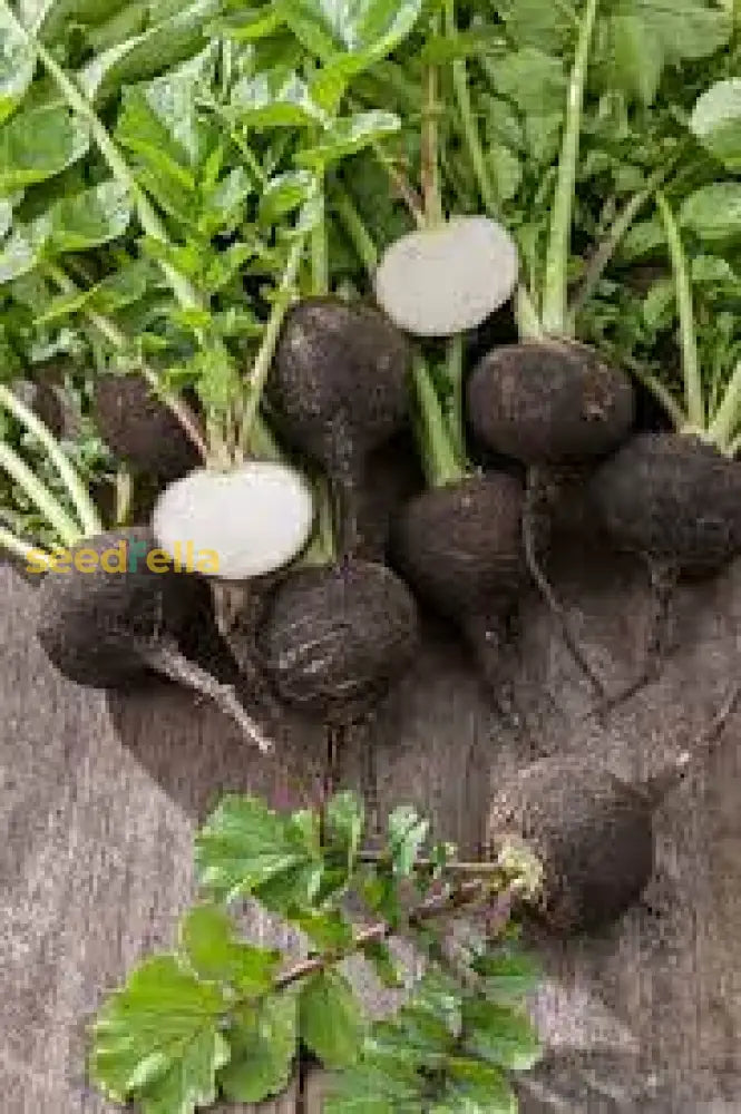 Organic Radish seeds growing guide