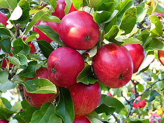 Organic red apple seeds for sustainable garden growing
