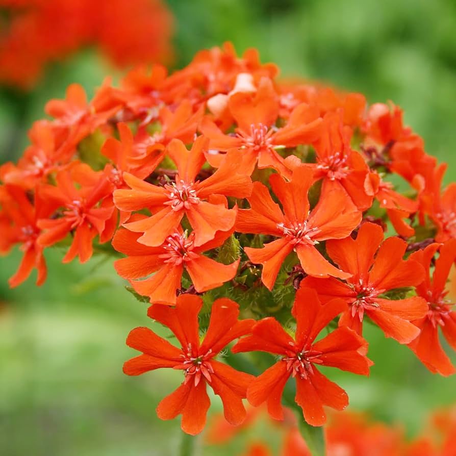 Organic heirloom Red Pear tomato seeds