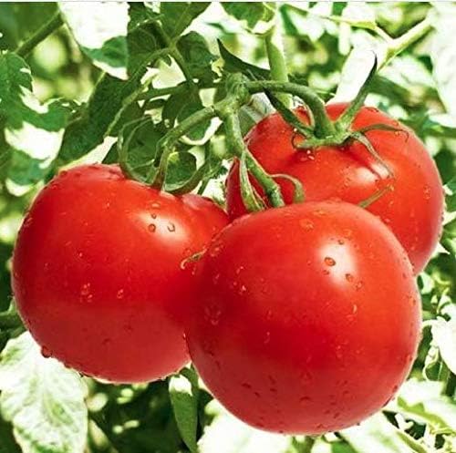Organic tomato seeds Solanum lycopersicum for planting