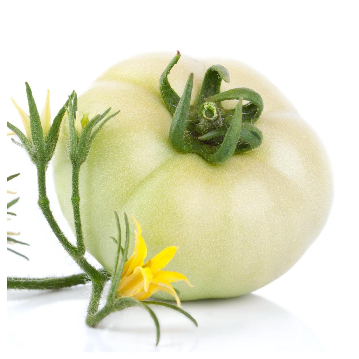 Organic heirloom White Wonder tomato seeds