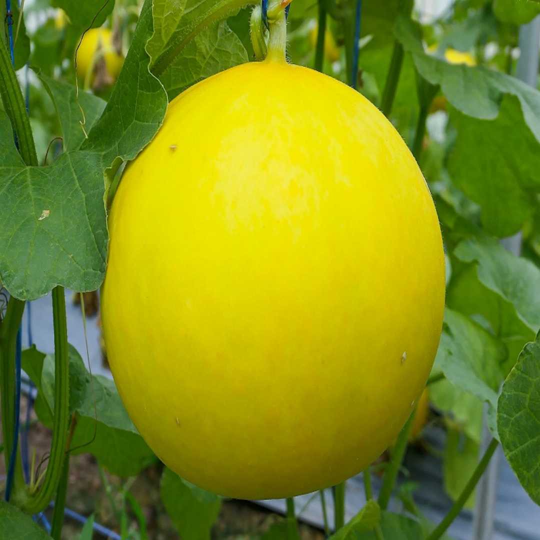 Organic yellow cantaloupe melon seeds for backyard gardens