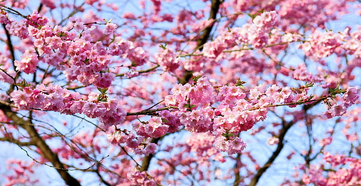 Oriental Cherry Seeds – Japanese Flowering Tree with Pink Blossoms