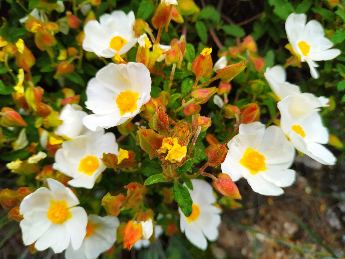 Salviifolius Flower seeds for Planting - Sun Loving, Heirloom & GMO Free Seeds for Home Garden
 
 Sale for planting in home garden.