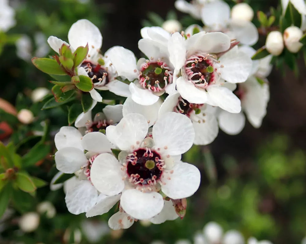 Leptospermum Scoparium Flower seeds for Planting Hardy Variety Heirloom & GMO Free Seeds for Home Garden 
 
 Sale seeds for home garden planting