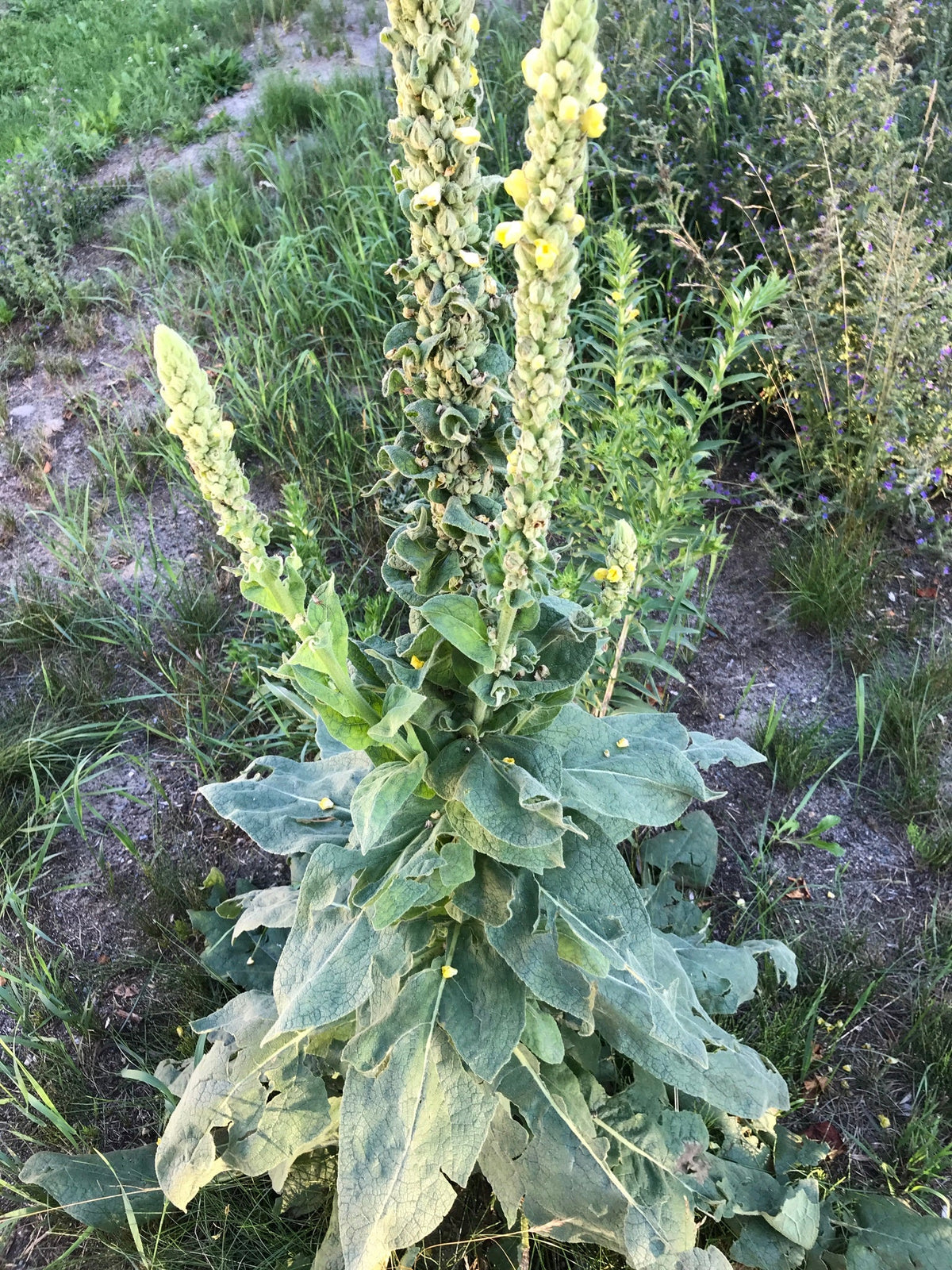 Green Verbascum Thapsus Flower seeds for Planting - Low Maintenance, Heirloom & GMO Free Seeds for Home Garden
 
 Sale seeds for home garden