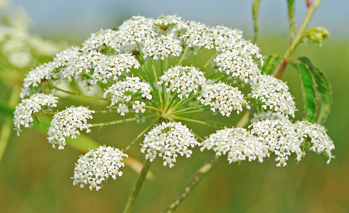 Cicuta (Cicuta Maculata) seeds for planting in home garden