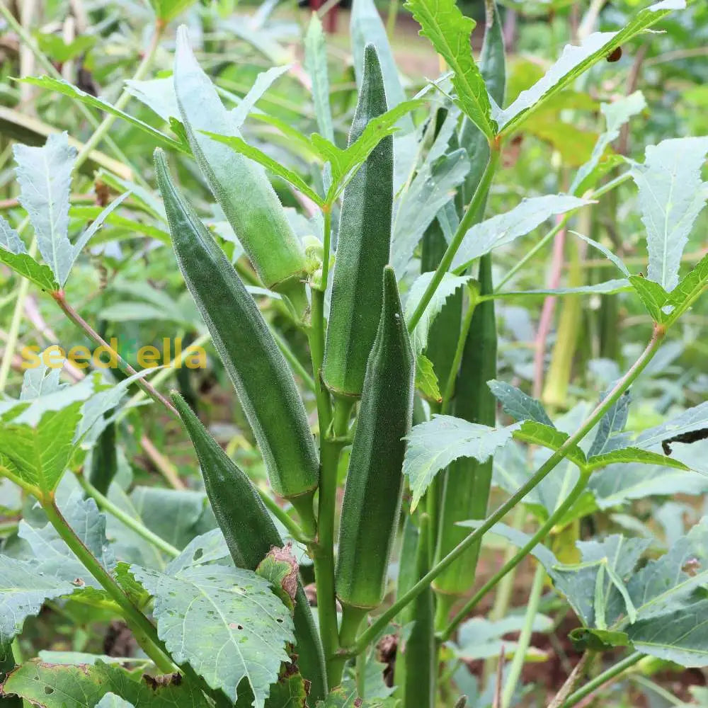 Orka Okra seeds for planting Non-GMO variety