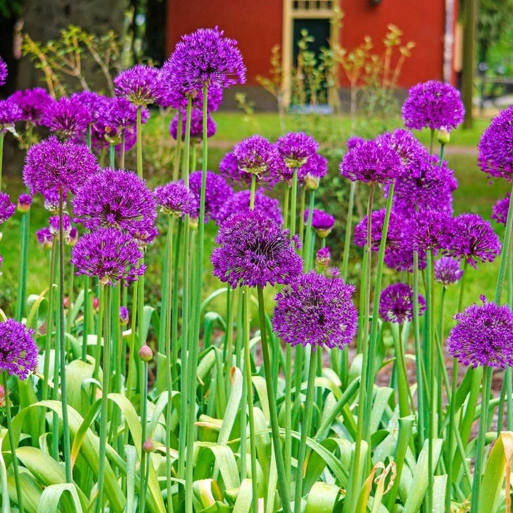 Ornamental Allium amethyst purple flowers
