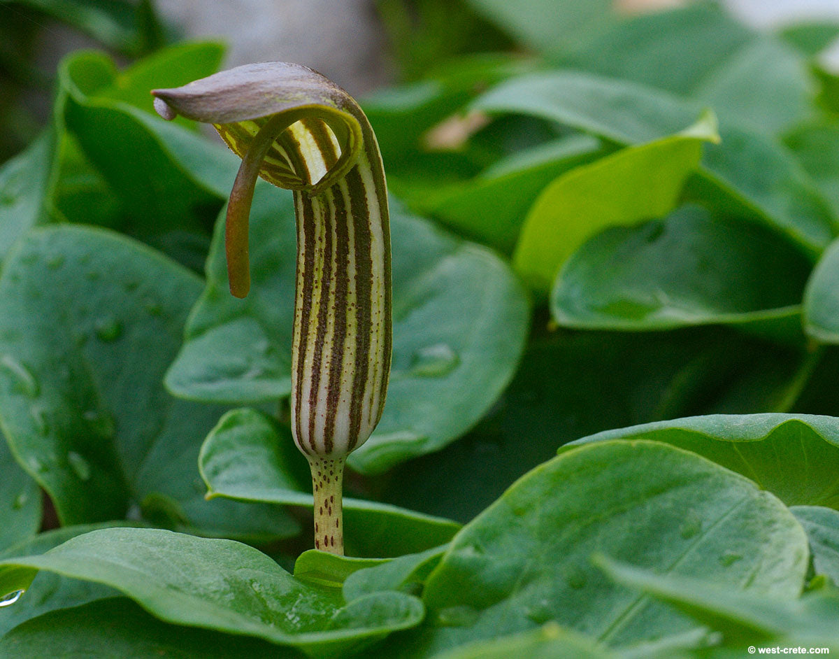 Ornamental Arisarum Vulgare Seeds