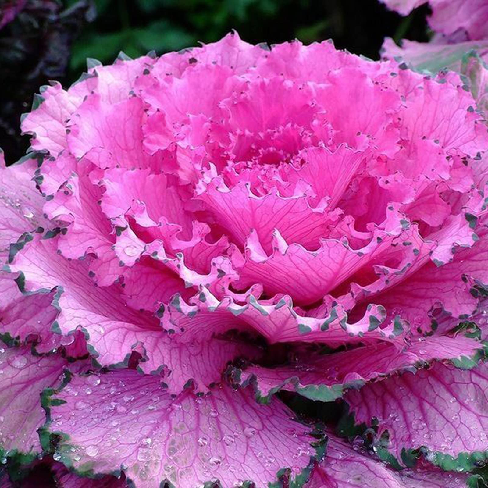 Ornamental Cabbage Brassica Oleracea Light Pink