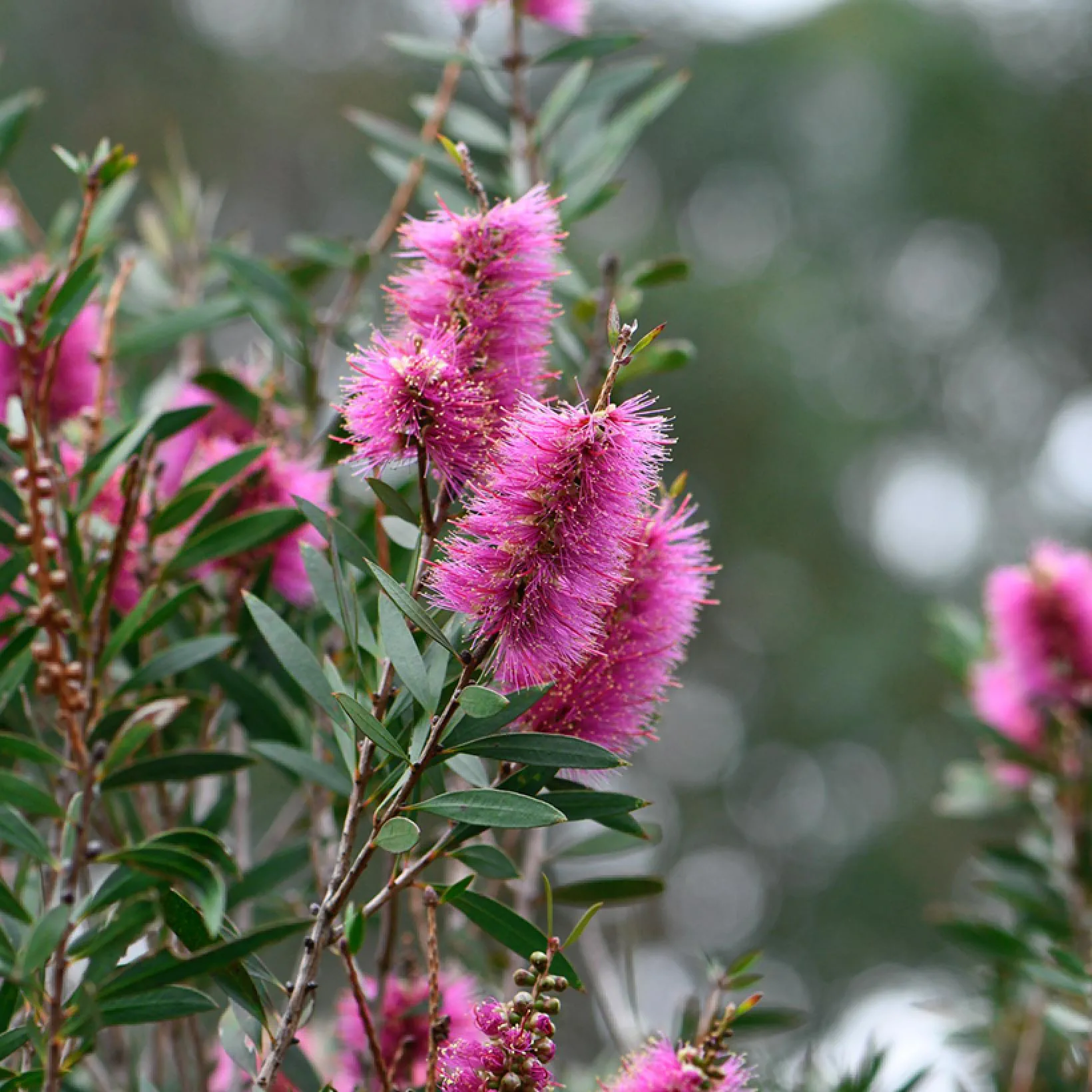Ornamental Callistemon Shrub with Blooms