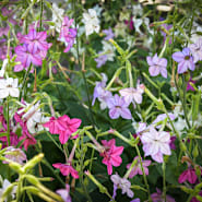 Ornamental Flowering Tobacco Nicotiana alata Plant with Trumpet Flowers