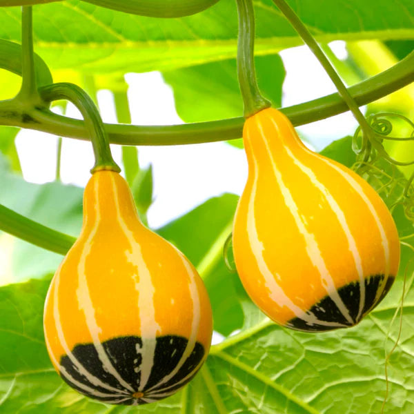 Healthy Orange Black Ornamental Gourd plants growing in full sun