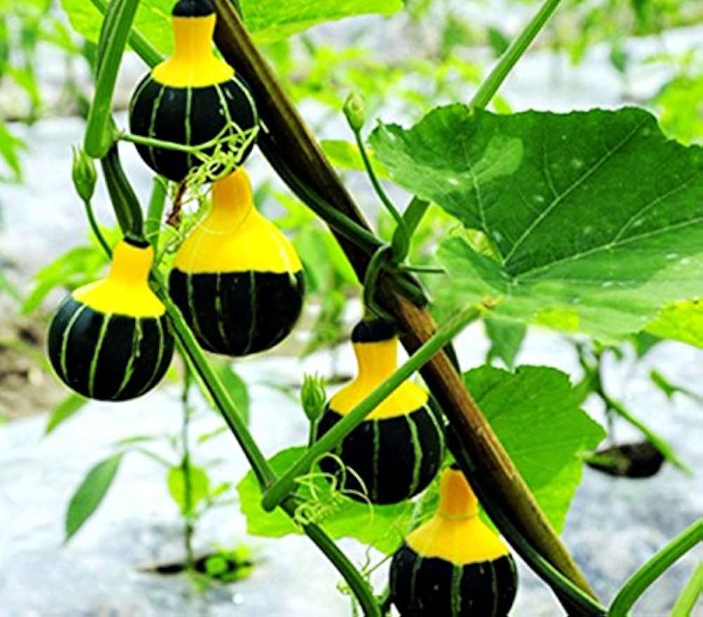 Vining Orange Black Ornamental Gourd plants supported on trellis