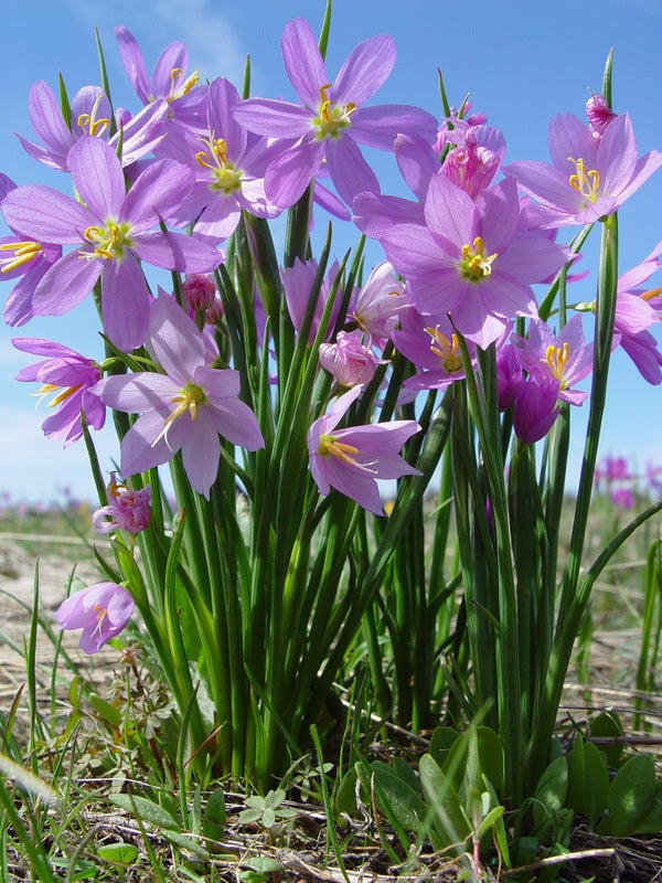 Grasswidow Purple-Eyed Grass planted in rock garden