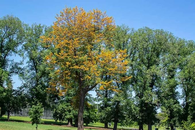 Ornamental Grevillea Robusta Plant Growing