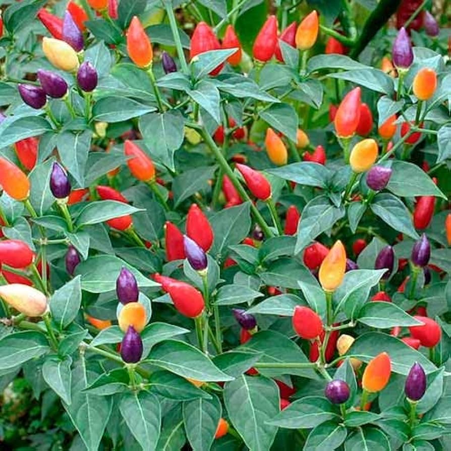 Ornamental hot pepper seeds for planting colorful peppers