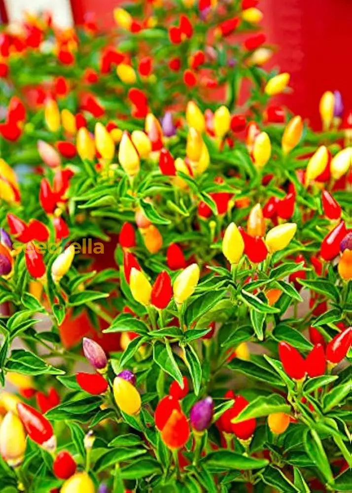 Ornamental pepper seeds edible mix