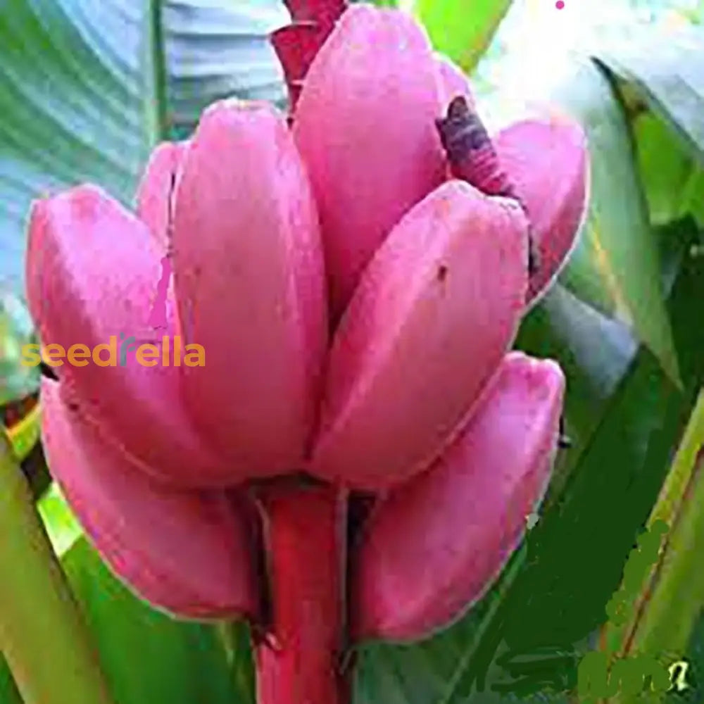 Ornamental Pink Banana Fruit on Banana Plant