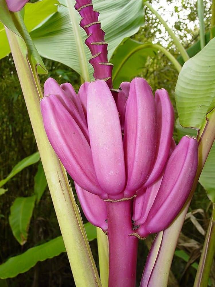 Ornamental Purple Musa Banana Tree with Leaves