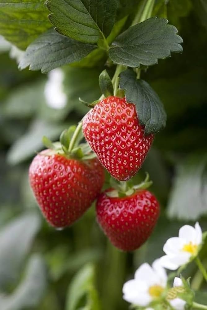 Ornamental red berry plant seeds with bright fruits and green leaves