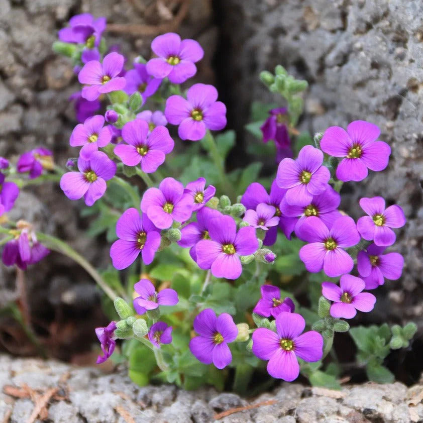 Ornamental Rock Cress Flower Seeds for Spring Blooms