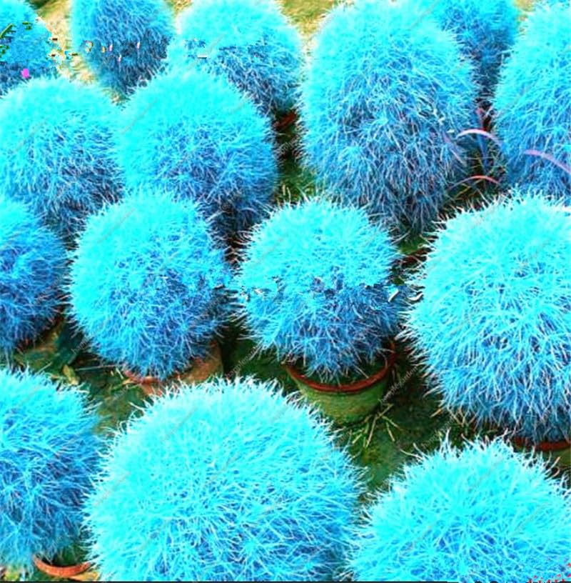 Ornamental Scoparia Plant Seeds for Garden Borders