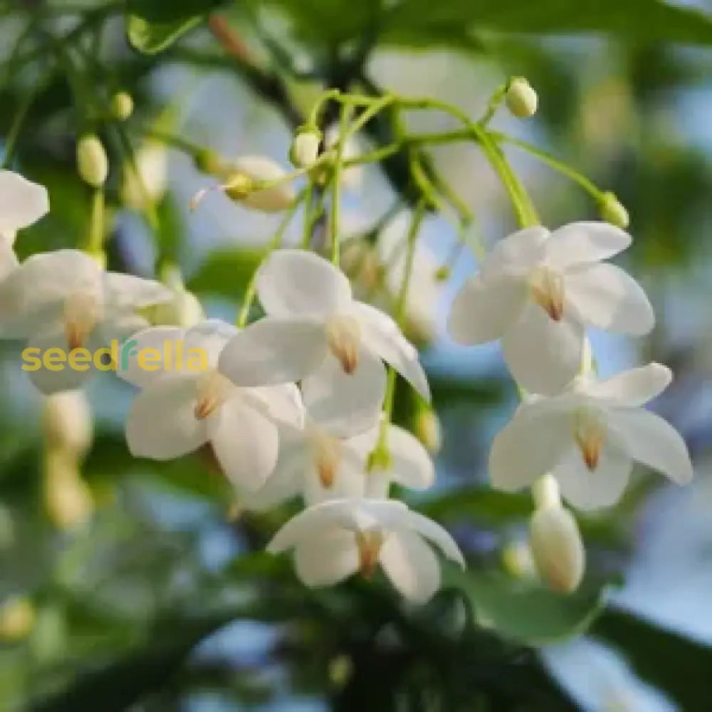 Ornamental Snowbell Tree in Landscape