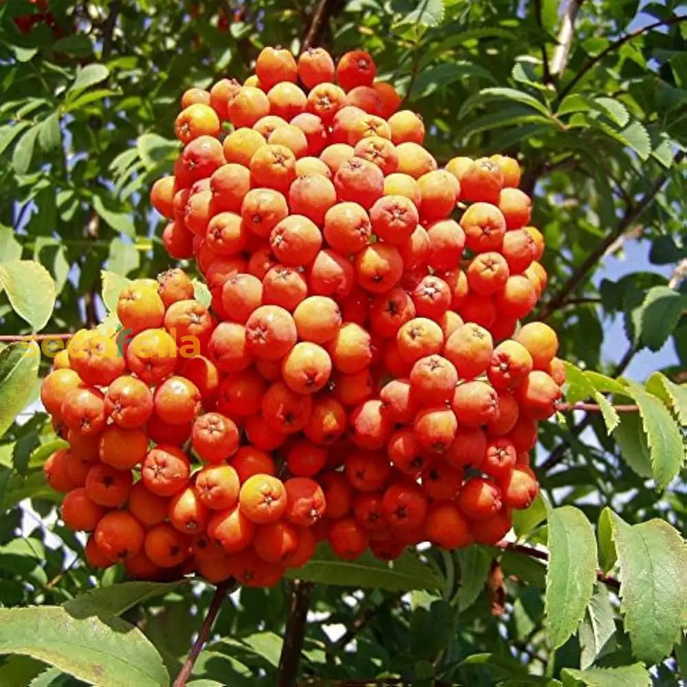 Ornamental Sorbus Alnifolia Tree with Orange Fruits