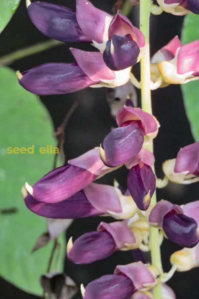 Ornamental Velvet Bean growing guide