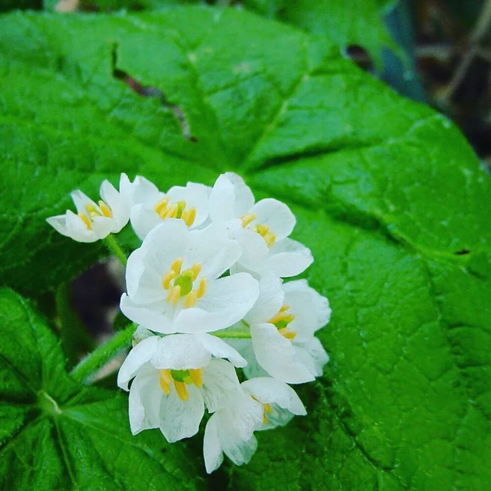 Beautiful Skeleton Flower in woodland garden setting