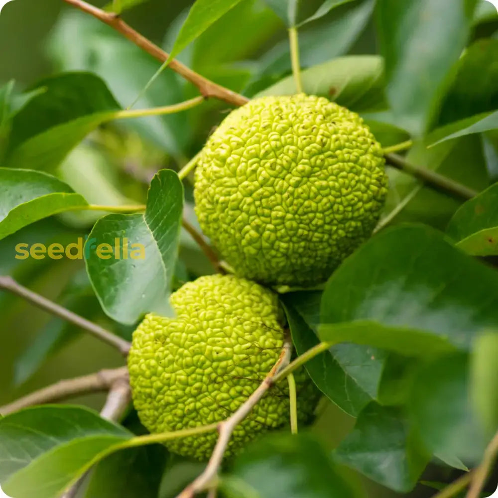 Osage Fruit Seeds For Planting  Hardy & Drought-Resistant Tree