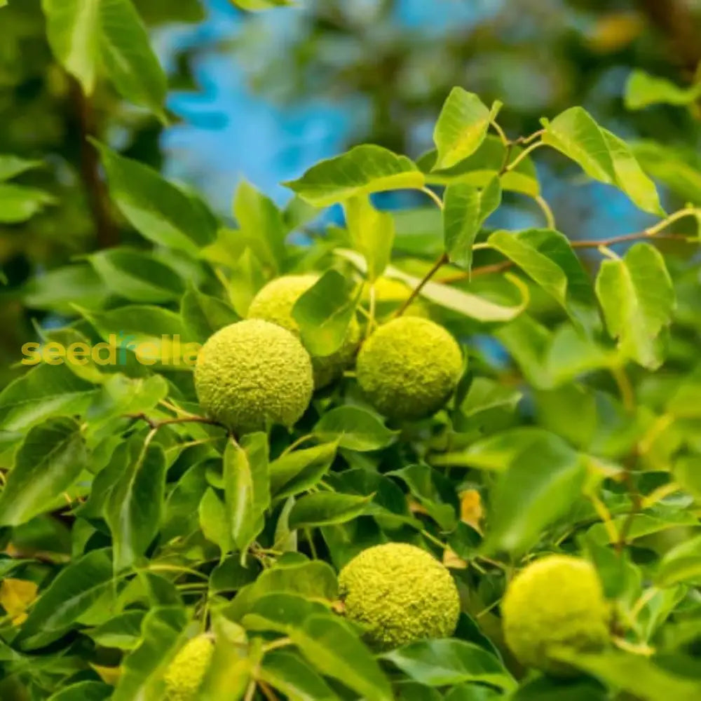 Osage Fruit Seeds For Planting  Hardy & Drought-Resistant Tree