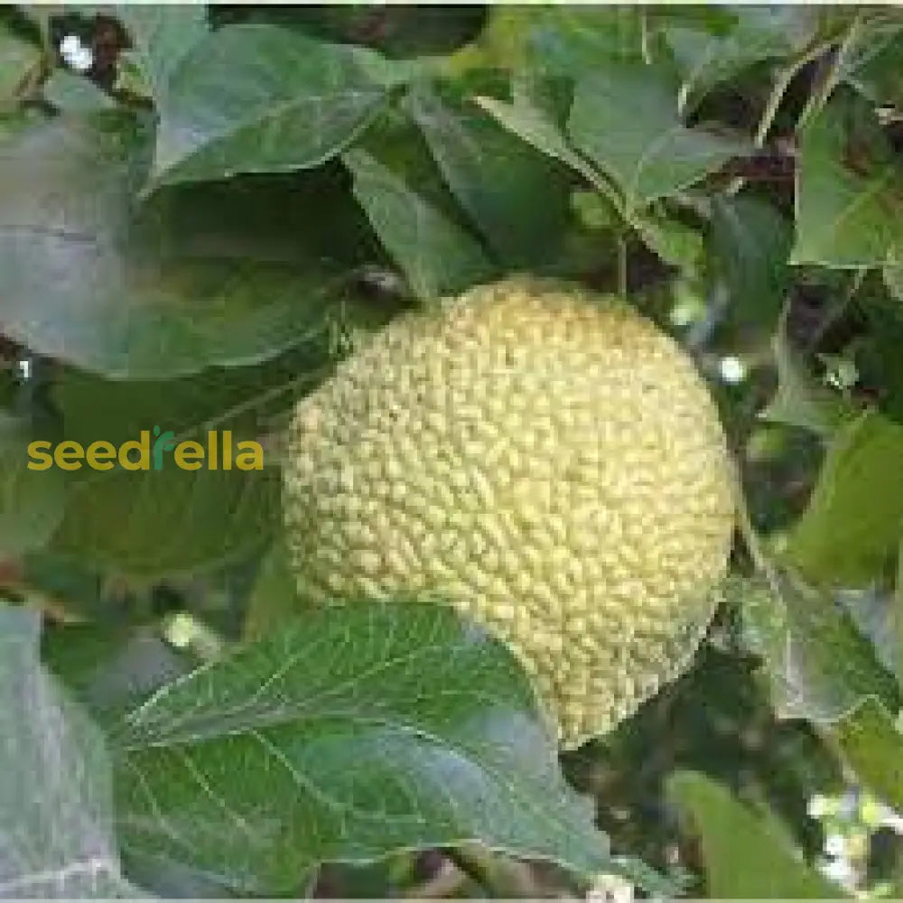 Osage Orange Seeds For Planting - Grow Your Own Trees