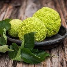 Osage Orange tree seeds for home planting
