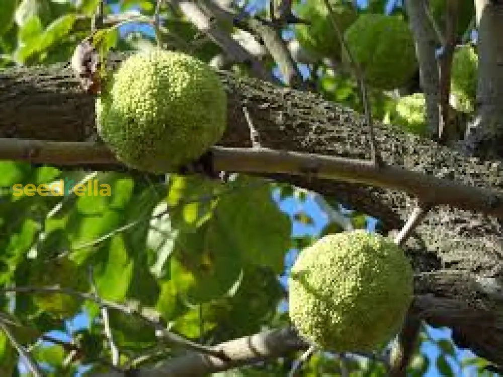 Osage Orange Seeds For Unique Tree Planting Fruit