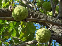Osage Orange Tree Growing in Garden, Healthy Tree with Unique Green Fruit