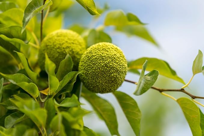 Osage Orange seeds Maclura pomifera for planting in landscape gardens