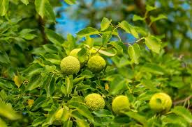 Step-by-Step Guide for Planting Osage Orange Seeds in Your Garden