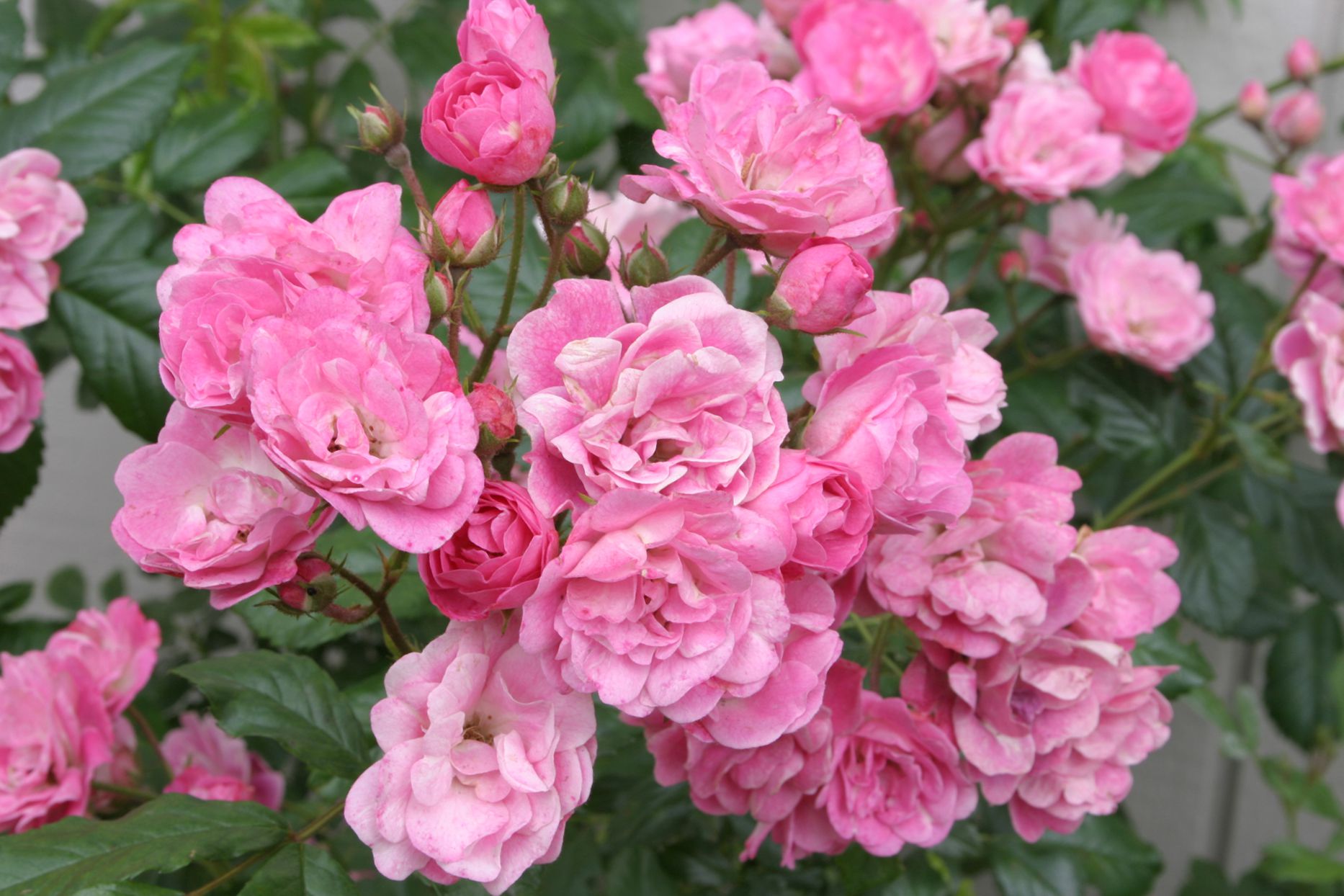 Osiria Light Pink Rose Seeds for Planting