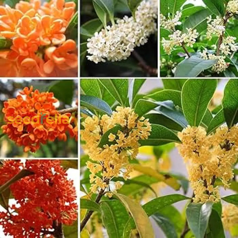 Osmanthus Mix Flower Planting Seeds - Premium Quality For Vibrant Gardens