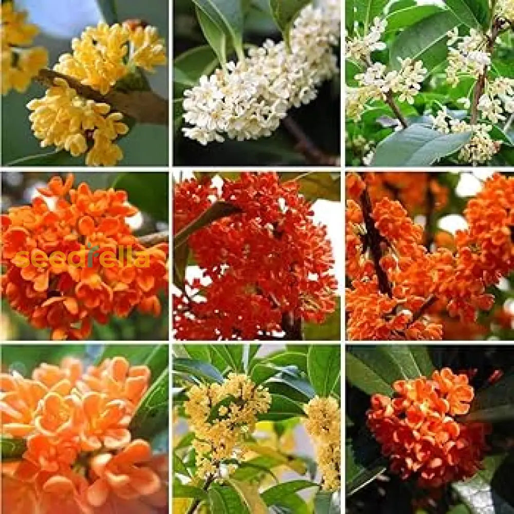 Osmanthus Mix Flower Planting Seeds - Premium Quality For Vibrant Gardens