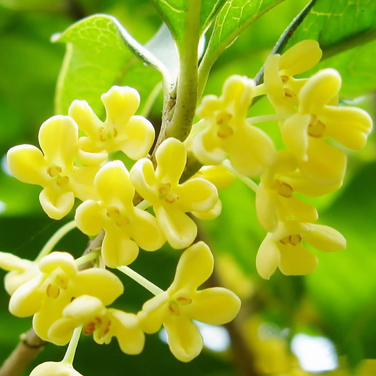 Osmanthus shrub with fragrant white flowers