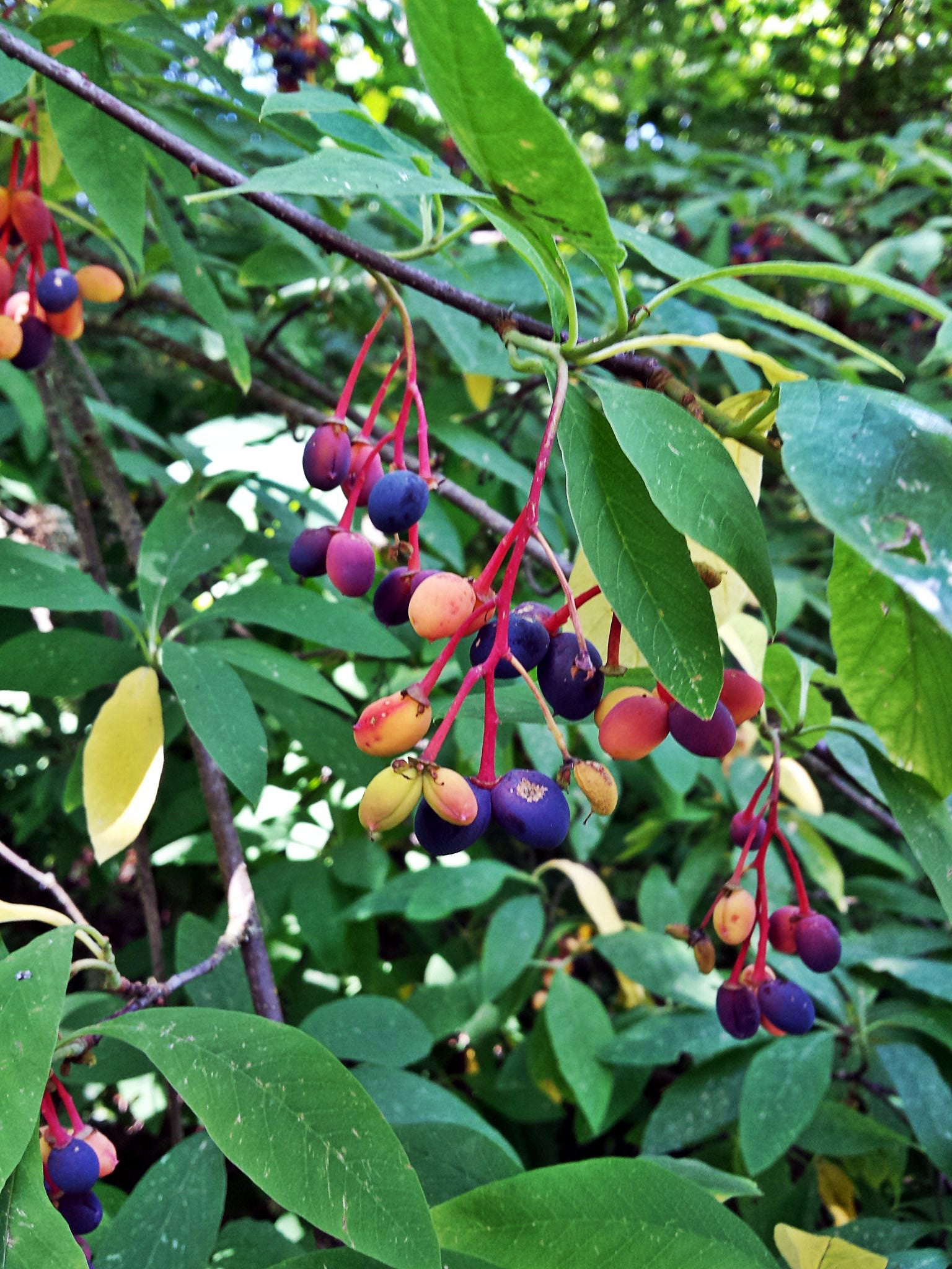 Oso Berry fruits growing on Indian Plum shrub