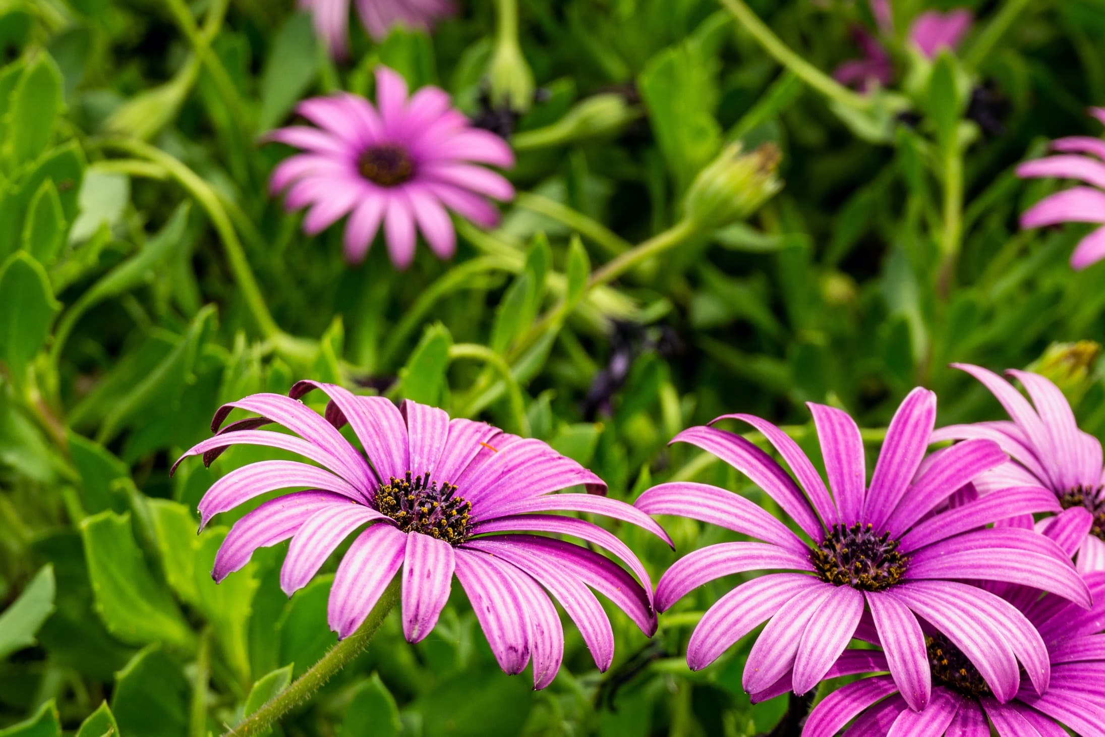 Osteospermum Flower Seeds For Planting: Lush Pink Blooms Colorful Spaces