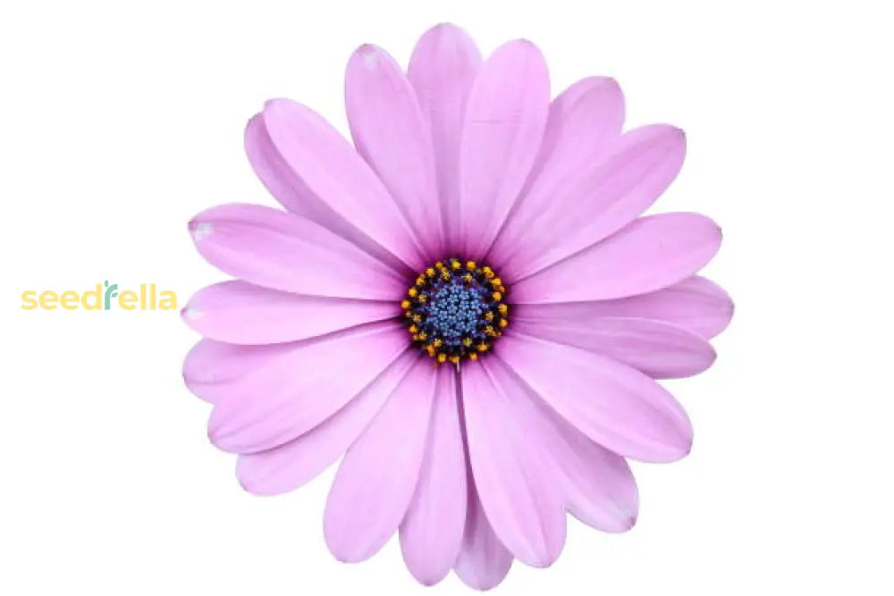 Osteospermum Flower Seeds For Planting: Lush Pink Blooms Colorful Spaces